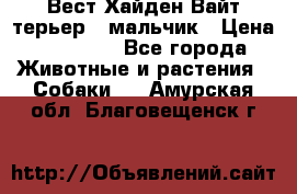 Вест Хайден Вайт терьер - мальчик › Цена ­ 35 000 - Все города Животные и растения » Собаки   . Амурская обл.,Благовещенск г.